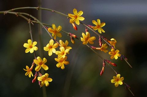 人日風暖且踏春！華全選在大年初七開門納客