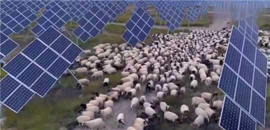 中國發(fā)電遇“世界難題”，居然被幾千只羊解決了!華全整理