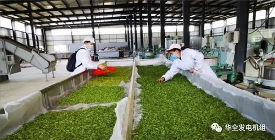用電炒茶！華全800kw集裝箱發電機組發往大山深處